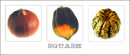 Squash